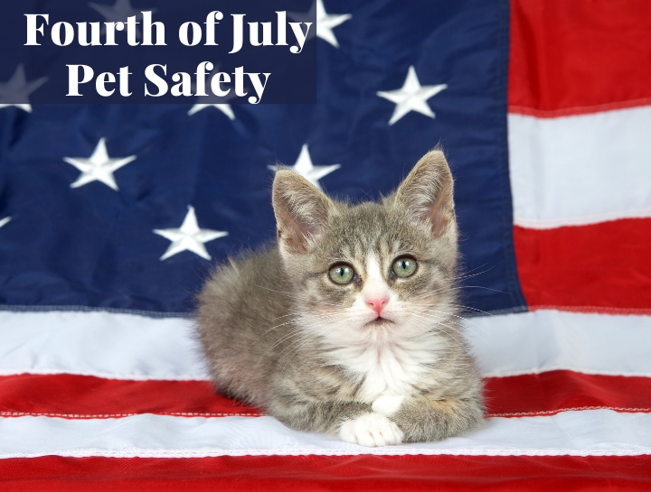 Fourth of July Cat Safety