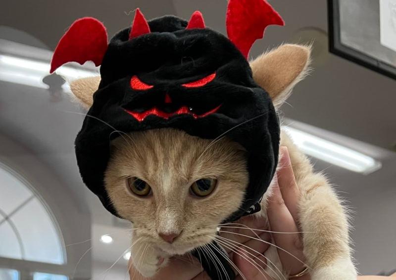 Carousel Slide 6: A Bat Cat!
Nope it's just Bagel.