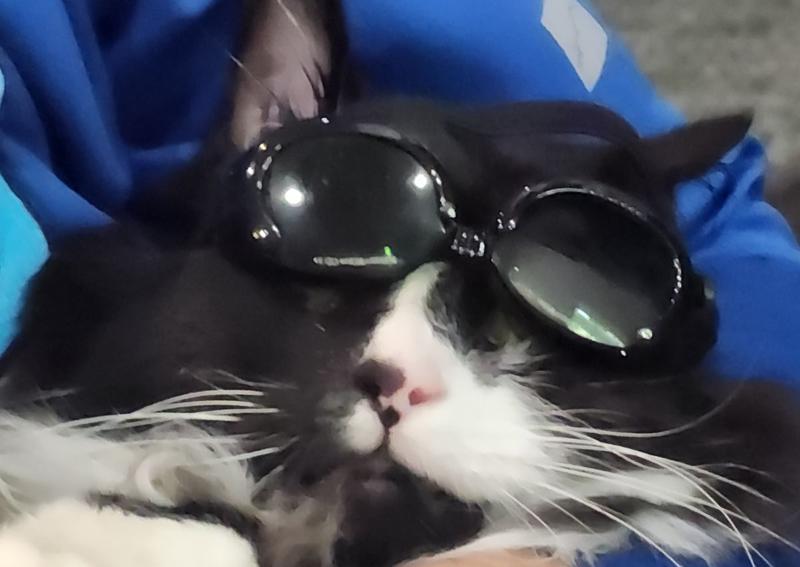 Carousel Slide 4: KALAMAZOO CAT HOSPITAL NOW OFFERS 
PHOTOBIOMODULATION ( THERAPY LASER)