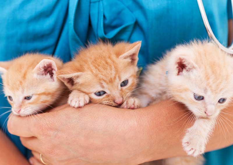 Carousel Slide 5: Kalamazoo kitten care