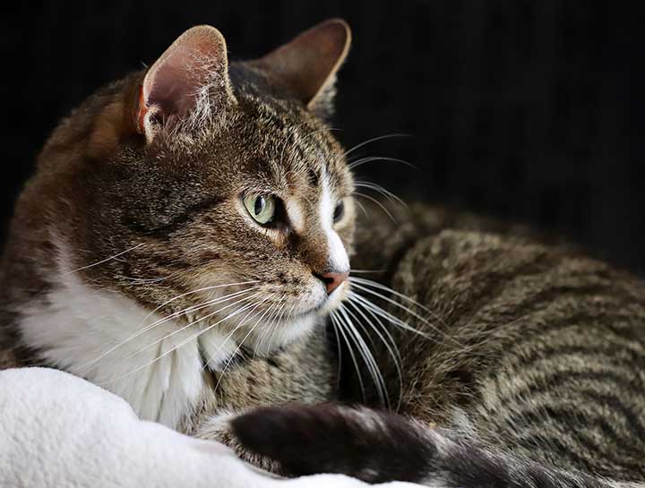 Laser Therapy for Pets
