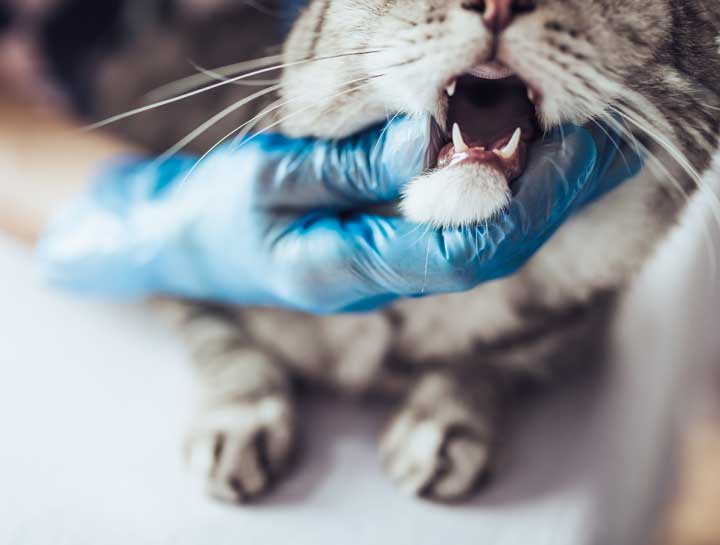 Cat Dental Care in Kalamazoo