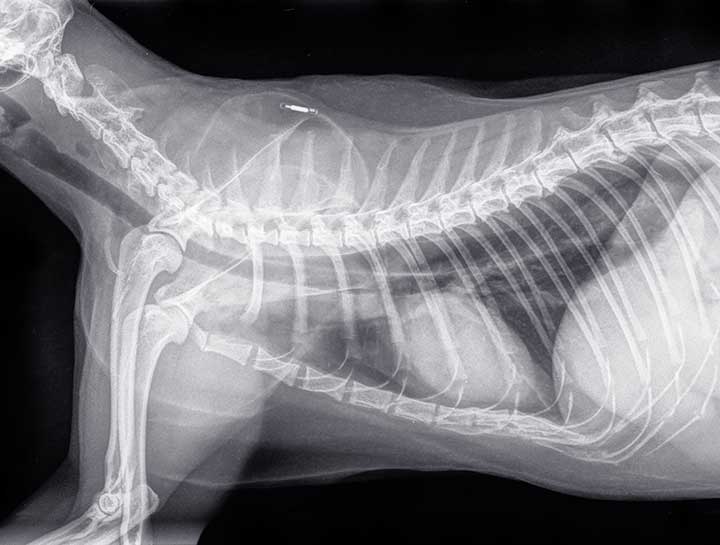 Cat Digital Radiology