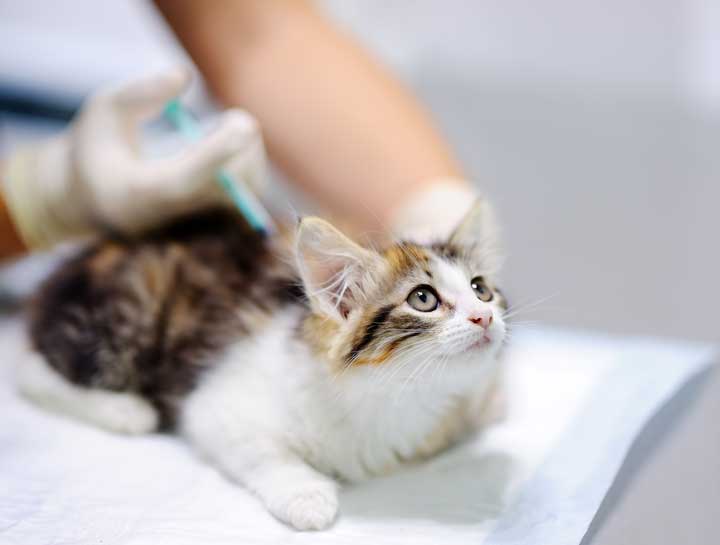 Kitten Care 